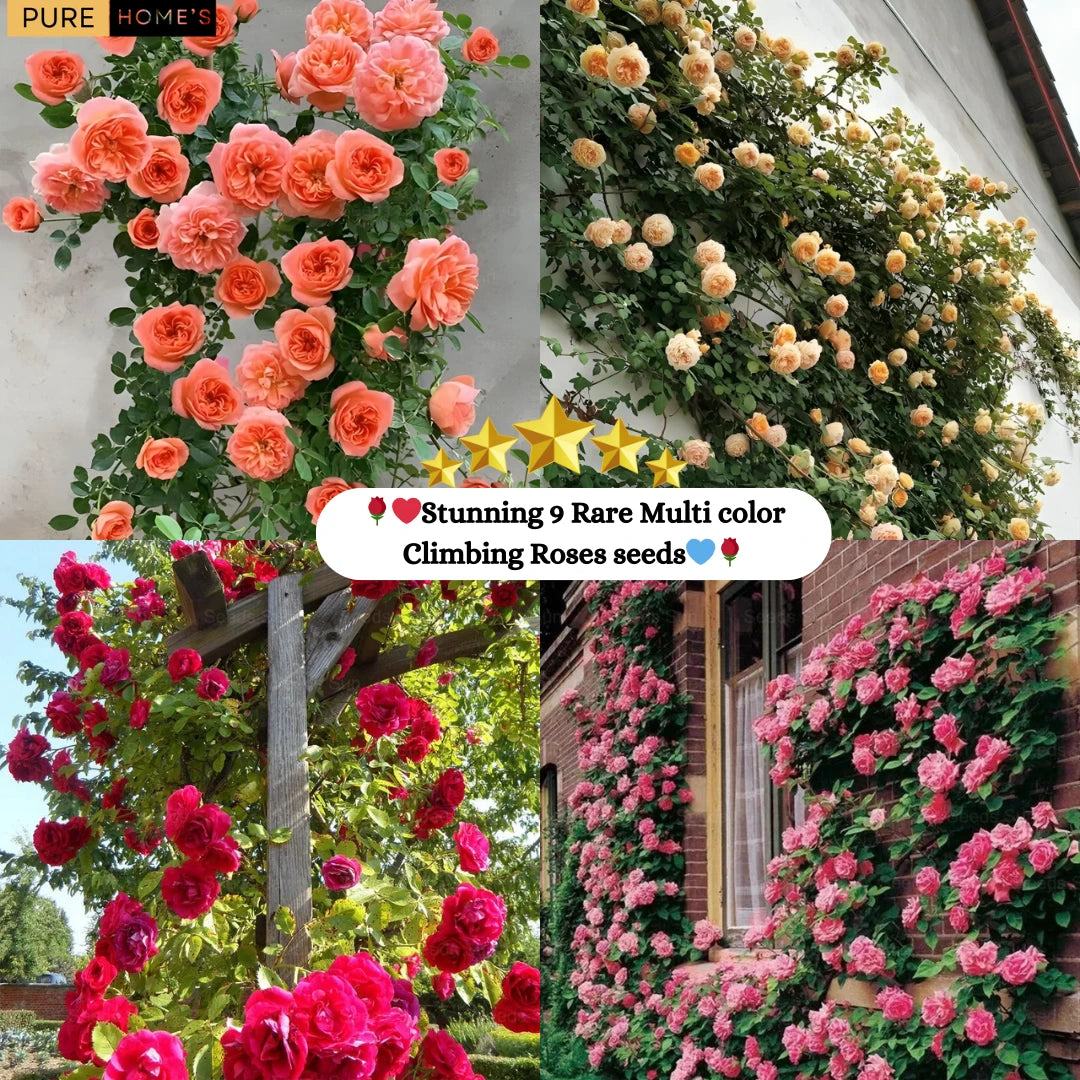 🌈🦋 Butterfly Color Burst™ Climbing Roses 🌹 Seed | FLAT 45% Off 🔥