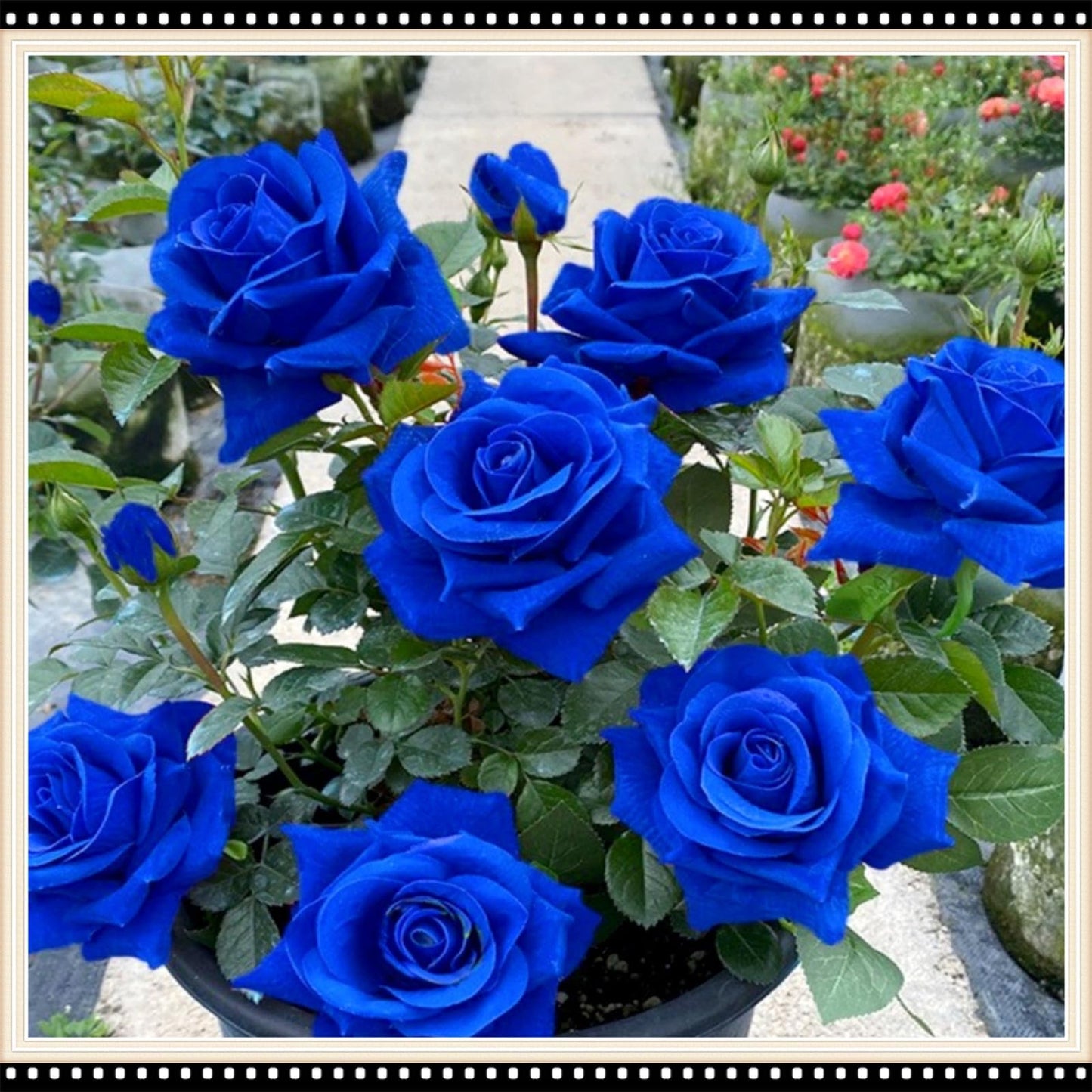 🌸🌱 Forever Bloom™ Blue Roses Seeds 💙 | FLAT 45% Off 🔥