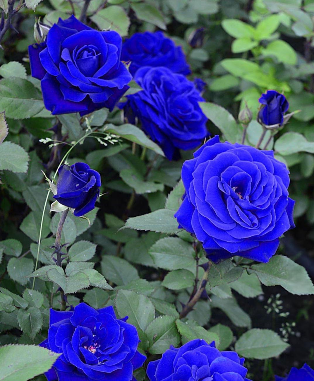 🌸🌱 Forever Bloom™ Blue Roses Seeds 💙 | FLAT 45% Off 🔥
