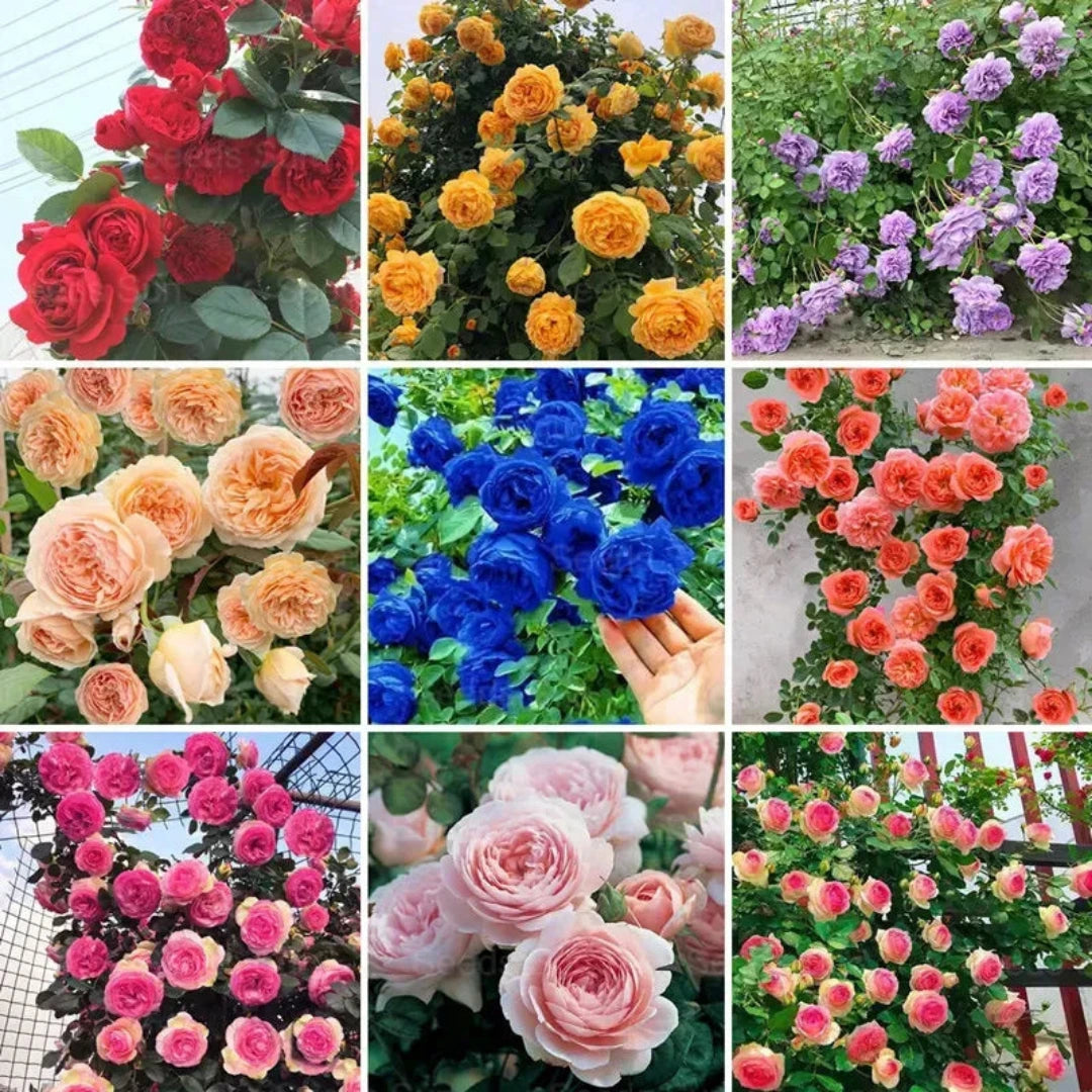 🌈🦋 Butterfly Color Burst™ Climbing Roses 🌹 Seed | FLAT 45% Off 🔥