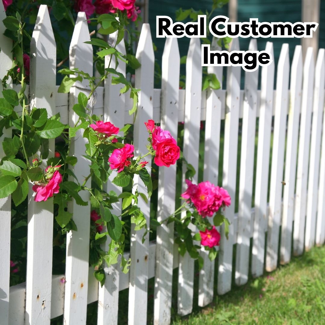 🌈🦋 Butterfly Color Burst™ Climbing Roses 🌹 Seed | FLAT 45% Off 🔥