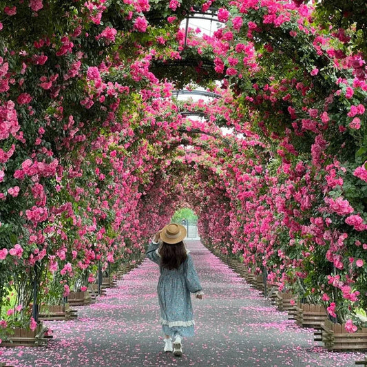 🌈🦋 Butterfly Color Burst™ Climbing Roses 🌹 Seed | FLAT 45% Off 🔥