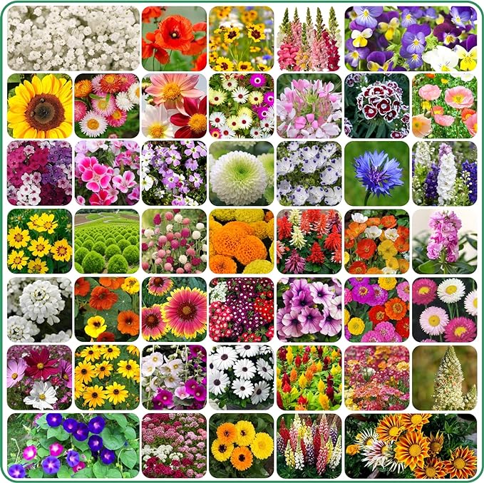 Varieties of Flower Seeds (Pack of 100)- 50% OFF