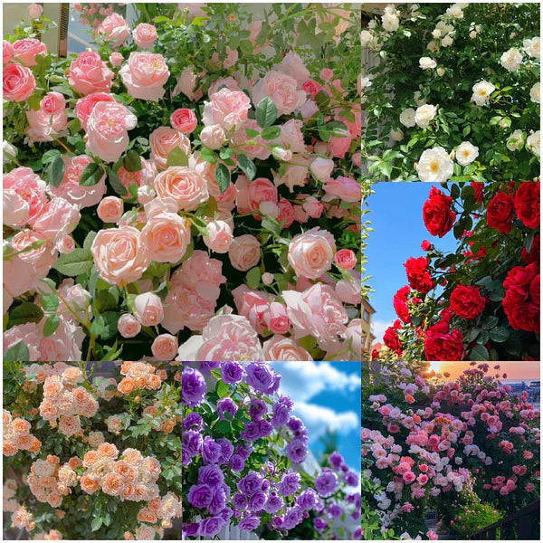 🌈🦋 Butterfly Color Burst™ Climbing Roses 🌹 Seed | FLAT 45% Off 🔥