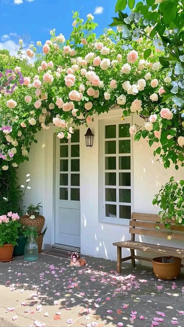 🌈🦋 Butterfly Color Burst™ Climbing Roses 🌹 Seed | FLAT 45% Off 🔥