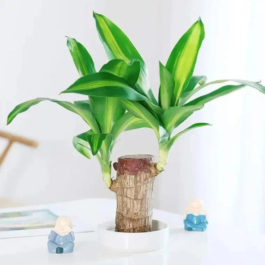 🌱Wood Luck Charm Plant🍃| FLAT 50% Off🔥