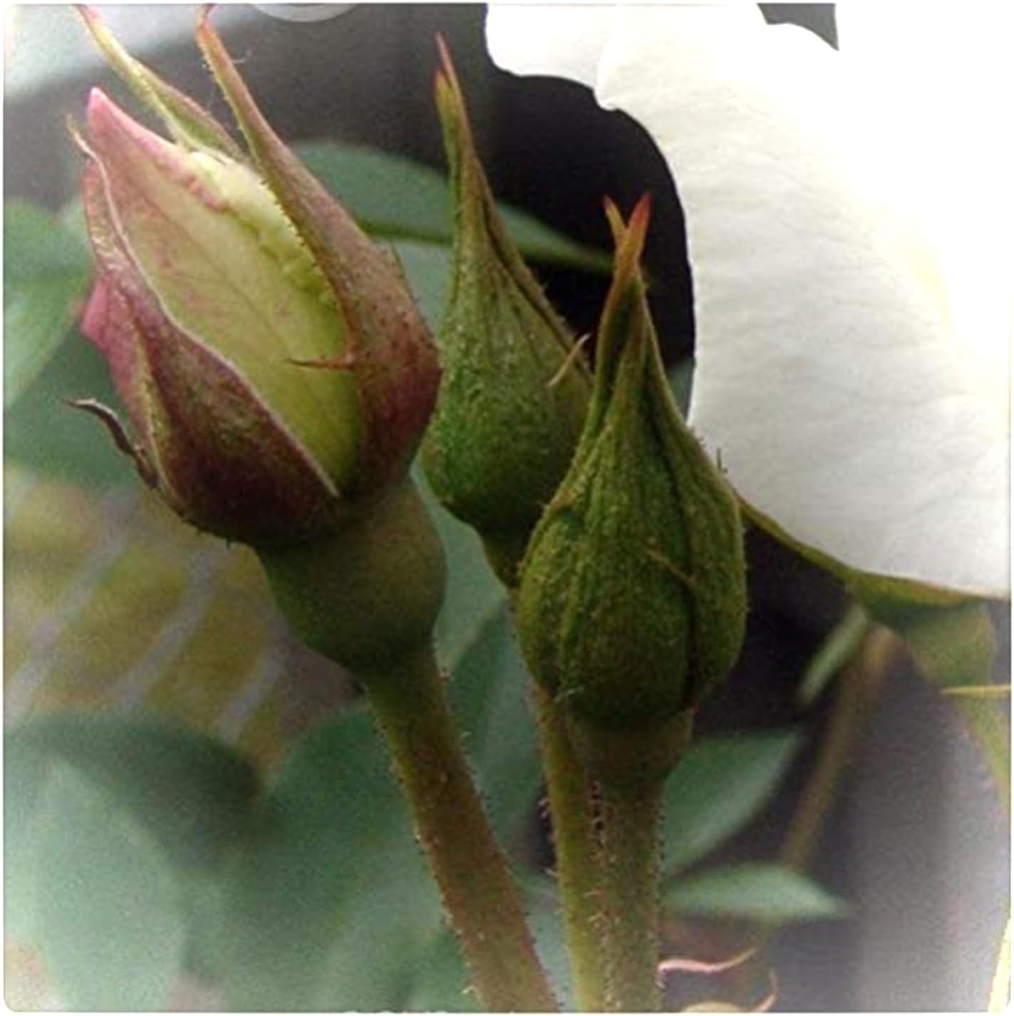 🌸🌱 Forever Bloom™ Blue Roses Seeds 💙 | FLAT 45% Off 🔥