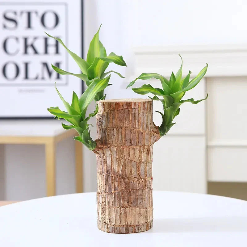 🌱Wood Luck Charm Plant🍃| FLAT 50% Off🔥