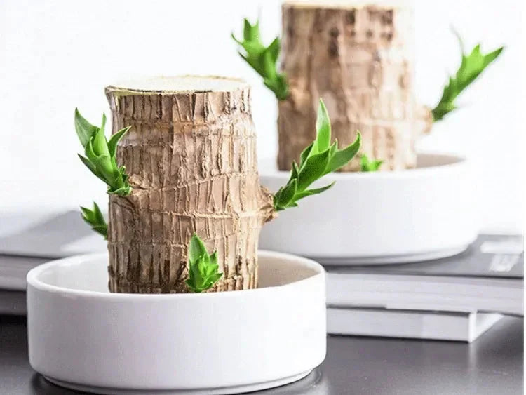 🌱Wood Luck Charm Plant🍃| FLAT 50% Off🔥