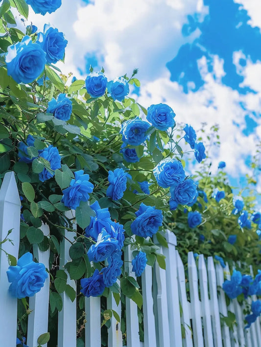 🌸🌱 Forever Bloom™ Blue Roses Seeds 💙 | FLAT 45% Off 🔥