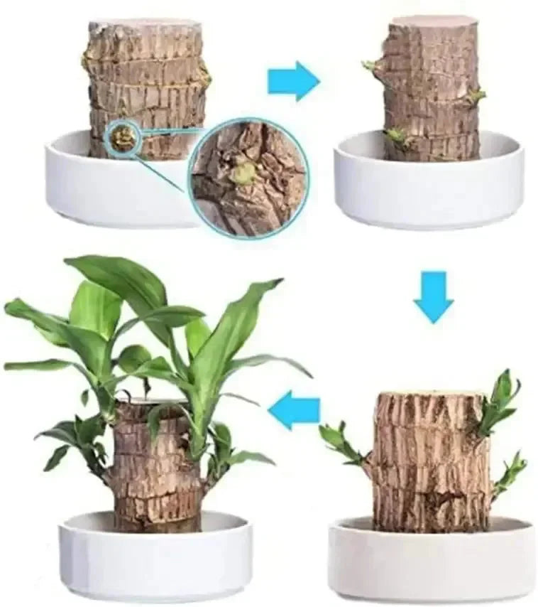 🌱Wood Luck Charm Plant🍃| FLAT 50% Off🔥