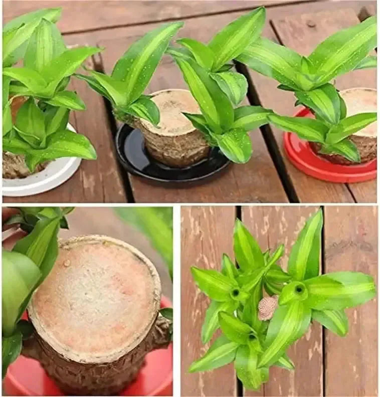 🌱Wood Luck Charm Plant🍃| FLAT 50% Off🔥